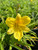 Hemerocallis yezoensis (Yellow)