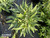 Echium fastuosum 5 gallon