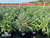 Echium fastuosum 5 gallon
