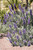 Echium fastuosum flowers