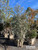 Eucalyptus camaldulensis 24" box