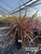 Phormium tenax 'Rubrum' 3/5g