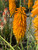 Kniphofia 'Mango Popsicle'