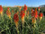 Kniphofia 'Papaya Popsicle' flower