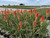 Kniphofia 'Papaya Popsicle' 1g