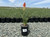 Kniphofia 'Papaya Popsicle' 1g