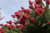 Lagerstroemia 'Cherokee'