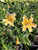 Mimulus 'Eleanor' flower