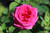 Rosa All My Loving (Hybrid Tea)