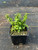 Portulacaria afra minima 4"