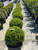 Buxus 'Green Beauty' Globe