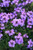 Verbena Tapien 'Lilac'