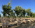 Ulmus parvifolia Allee® 36" box