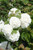 Viburnum opulus 'Roseum', 'Sterile'