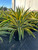 Agave desmettiana 'Gold Rush' 5 gal