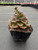 Echeveria 'Burgundy Pearl' 4in
