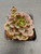 Echeveria 'Burgundy Pearl' 4in