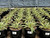 Agave 'Joe Hoak' 5 gal