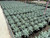 Agave ovatifolia 'Frosty Blue' 3 gal