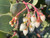 Arctostaphylos glauca flowers
