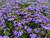 Scaevola aemula 'Blue Fan' 4"