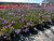 Scaevola aemula 'Blue Fan' 1g