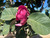 Magnolia soulangeana Black Tulip® flower