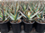 Aloe 'Swordfish' 1 gal