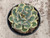 Agave potatorum 'Kichiokan Marginata' 1 gal