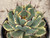 Agave potatorum 'Kichiokan Marginata' 1 gal