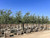 Quercus fusiformis 'Joan Lionetti' 24" box