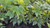Fatsia japonica 'Variegata' foliage
