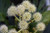 Fatsia japonica 'Variegata' flower