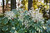 Fatsia japonica 'Variegata'