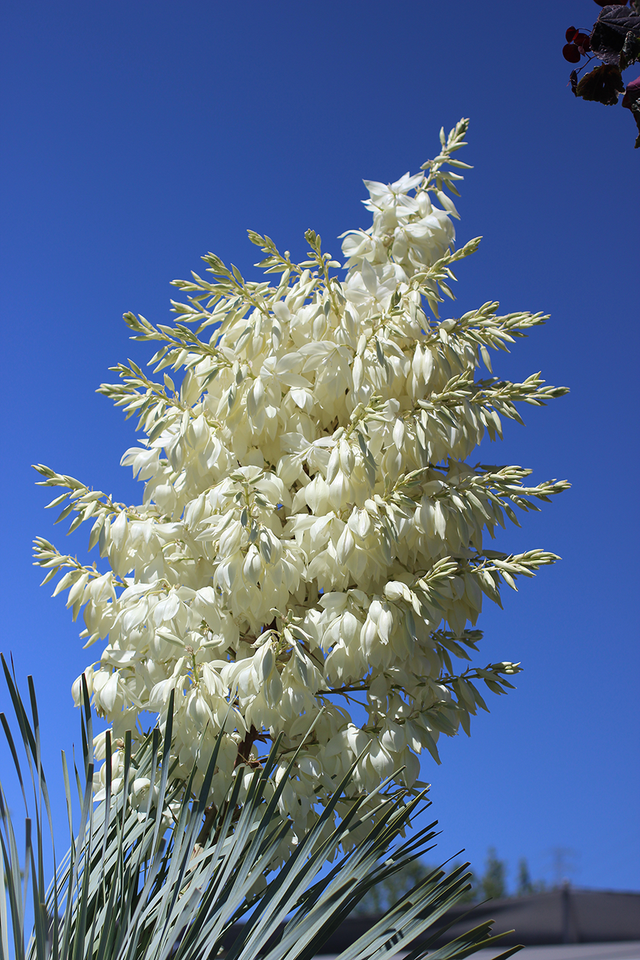 Yucca Bright Star - Devil Mountain Wholesale Nursery