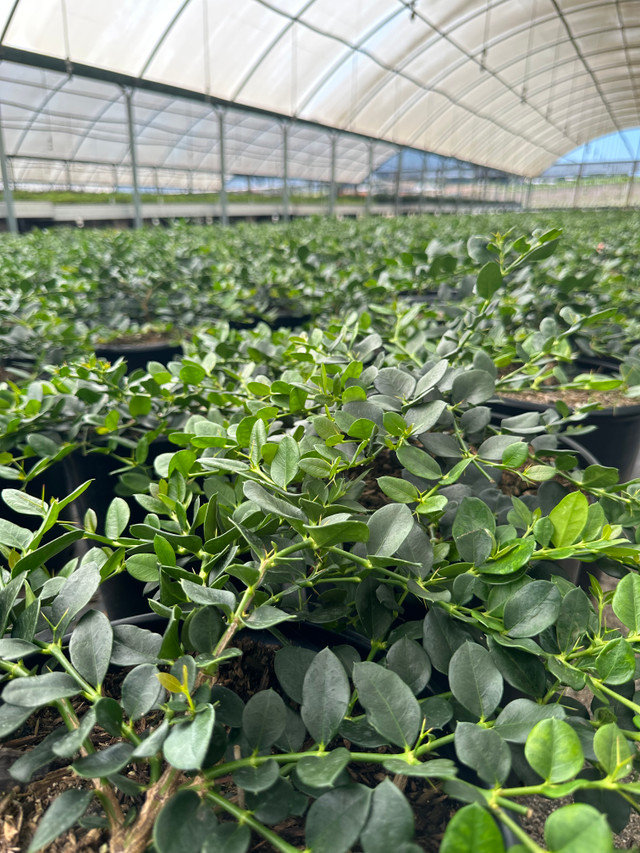 Carissa macrocarpa 'Green Carpet' Devil Mountain Wholesale Nursery