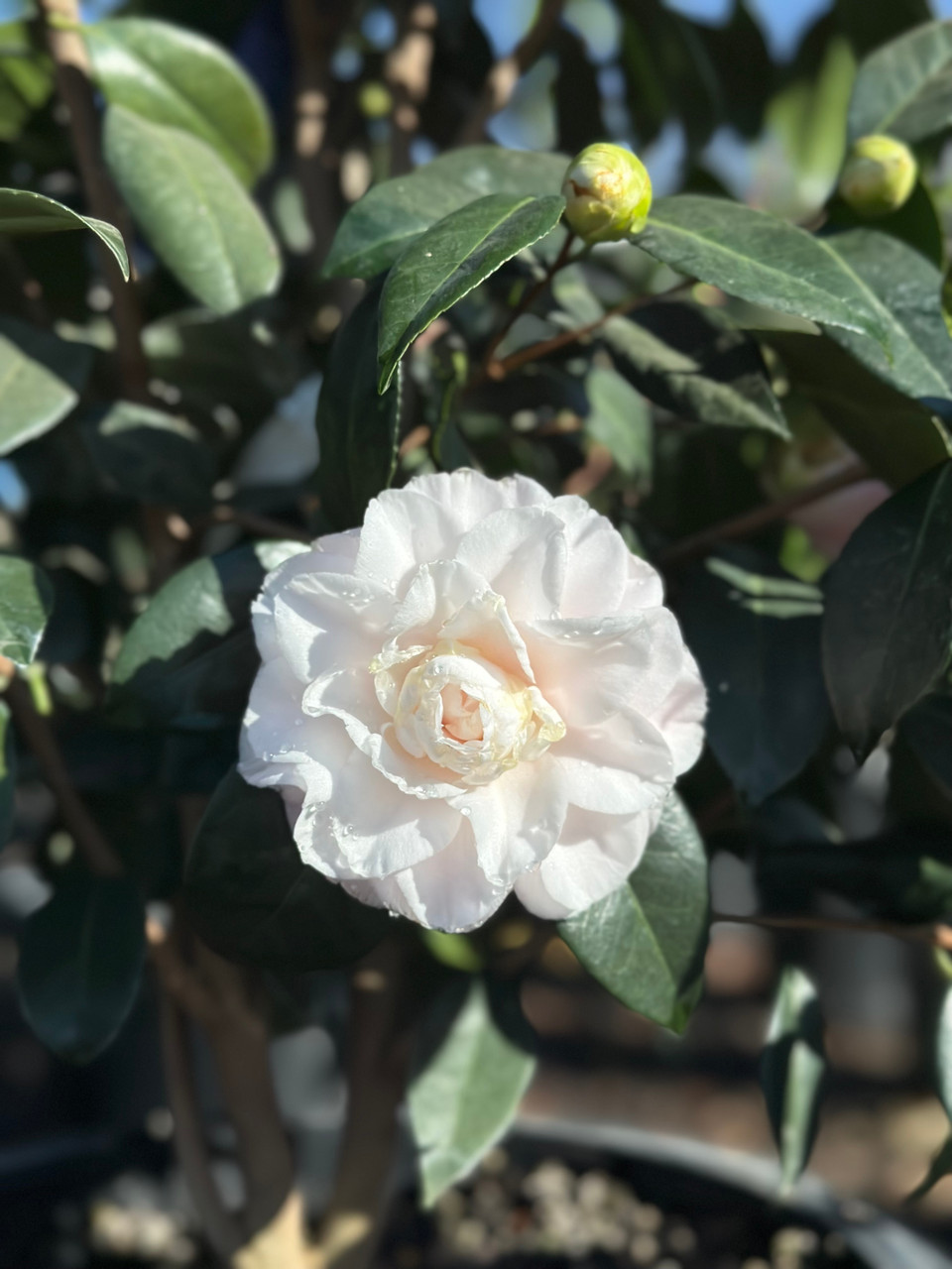 Camellia japonica 'Nuccio's Pearl' (Pink/White) Devil Mountain