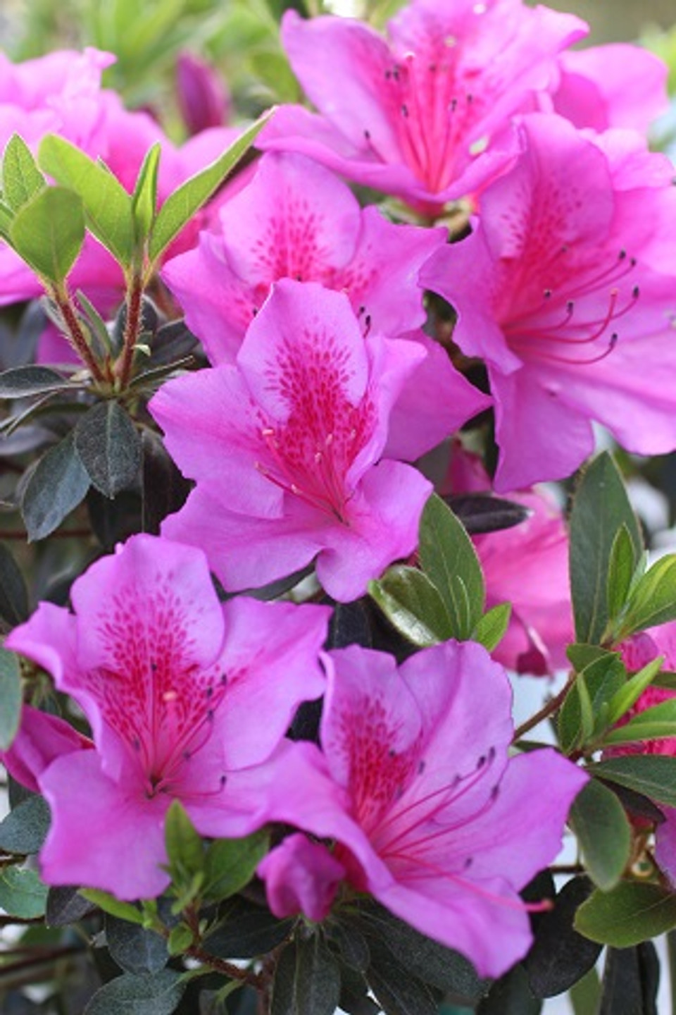 Azalea indica 'Formosa' (Pink) Devil Mountain Wholesale Nursery