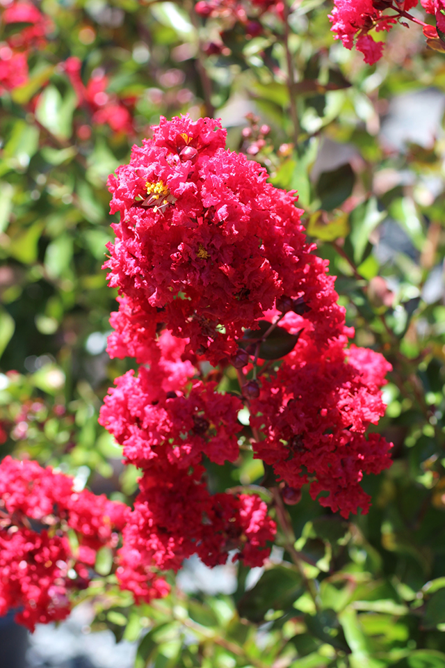 Lagerstroemia 'Watermelon Red' Devil Mountain Wholesale Nursery