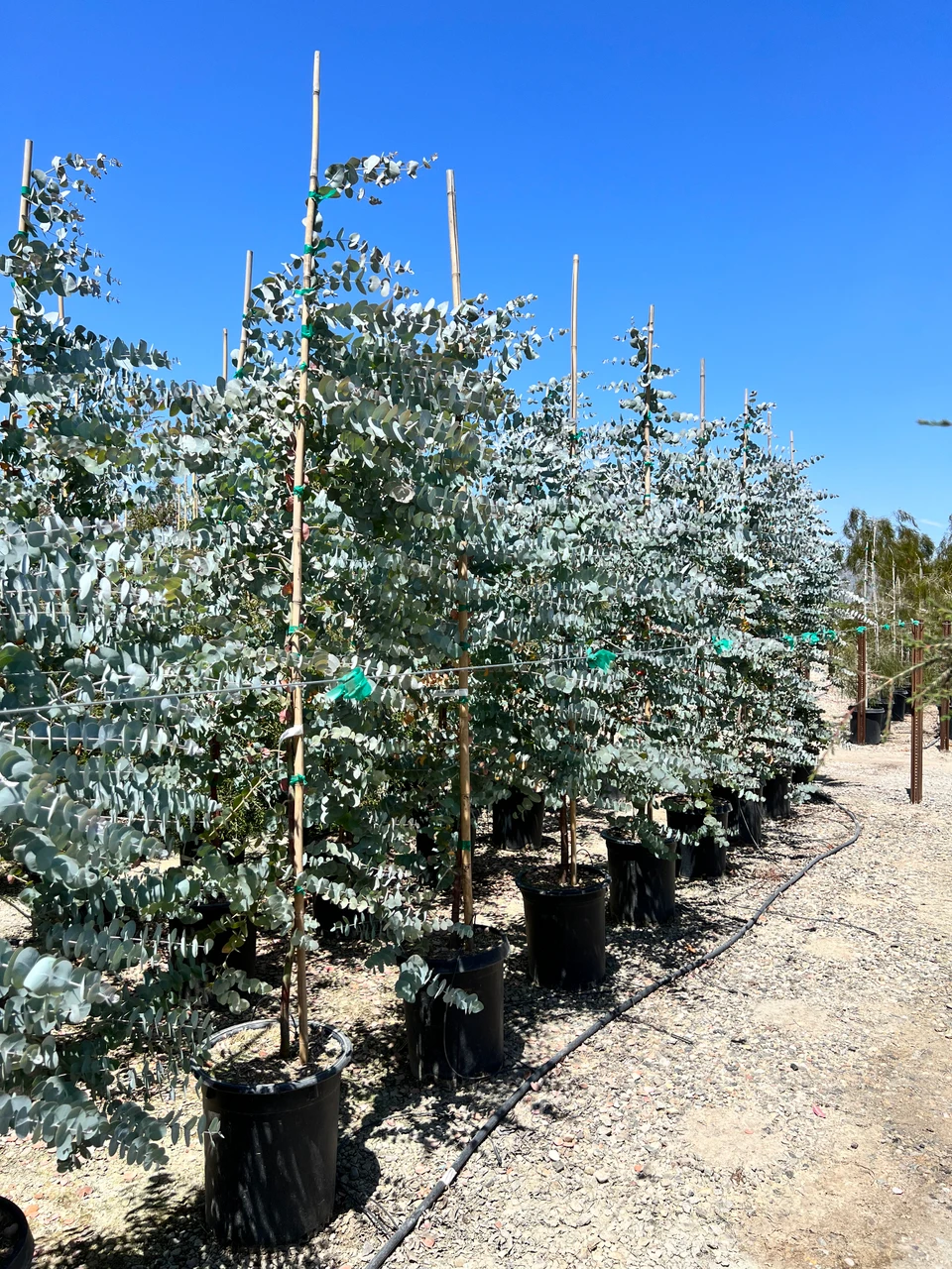 Eucalyptus cinerea - Devil Mountain Wholesale Nursery
