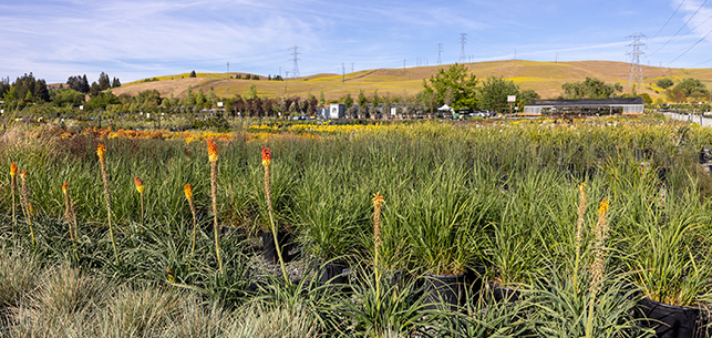 Rows of plants in containers