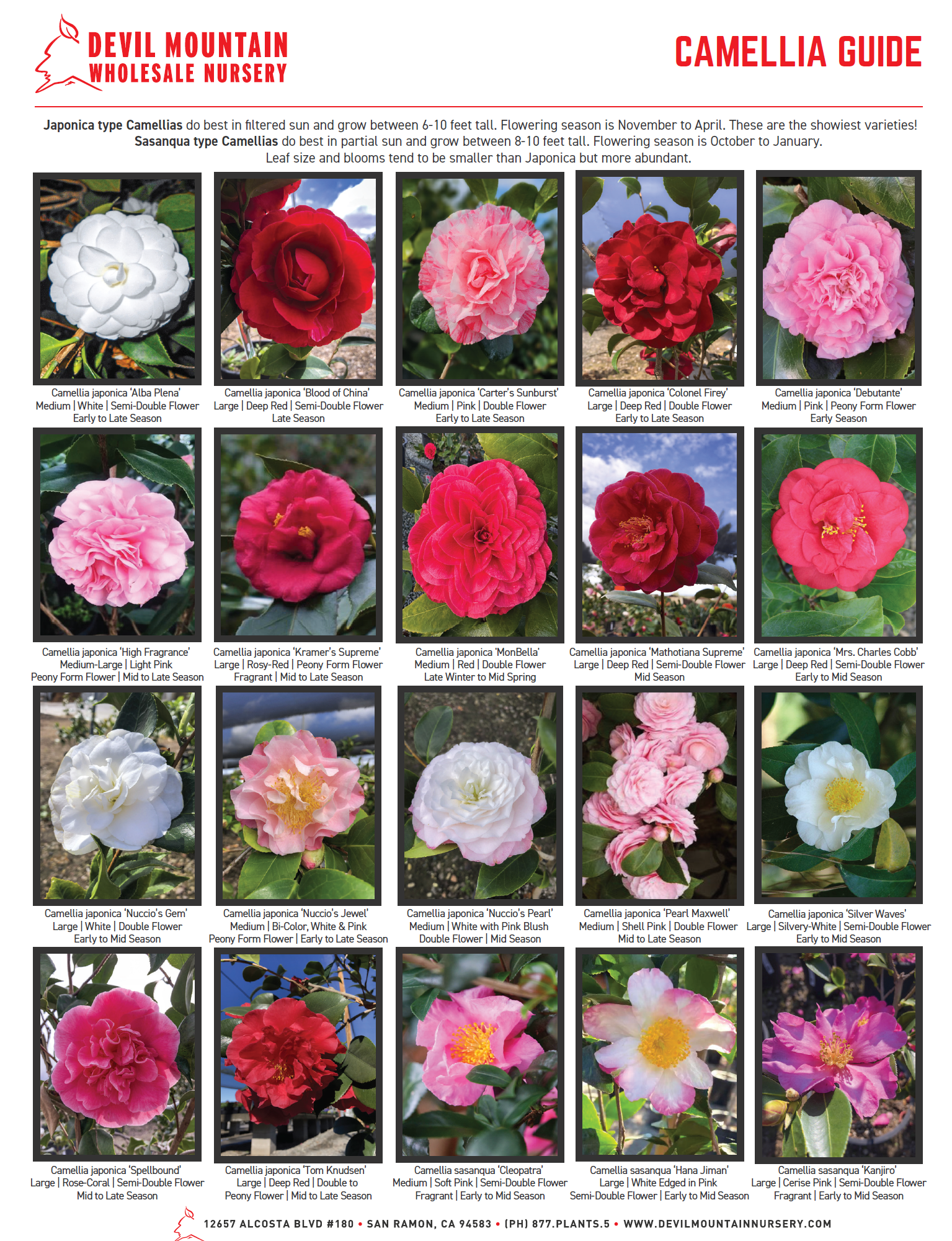 Camellia Guide