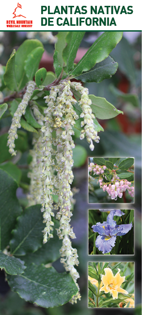 California Native Plants Español