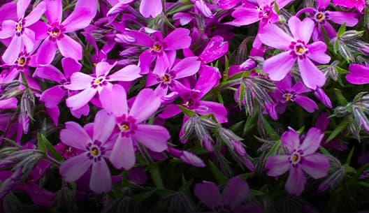 Groundcovers