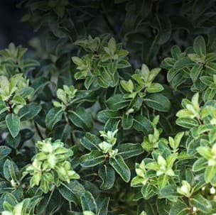Hedges & Screens