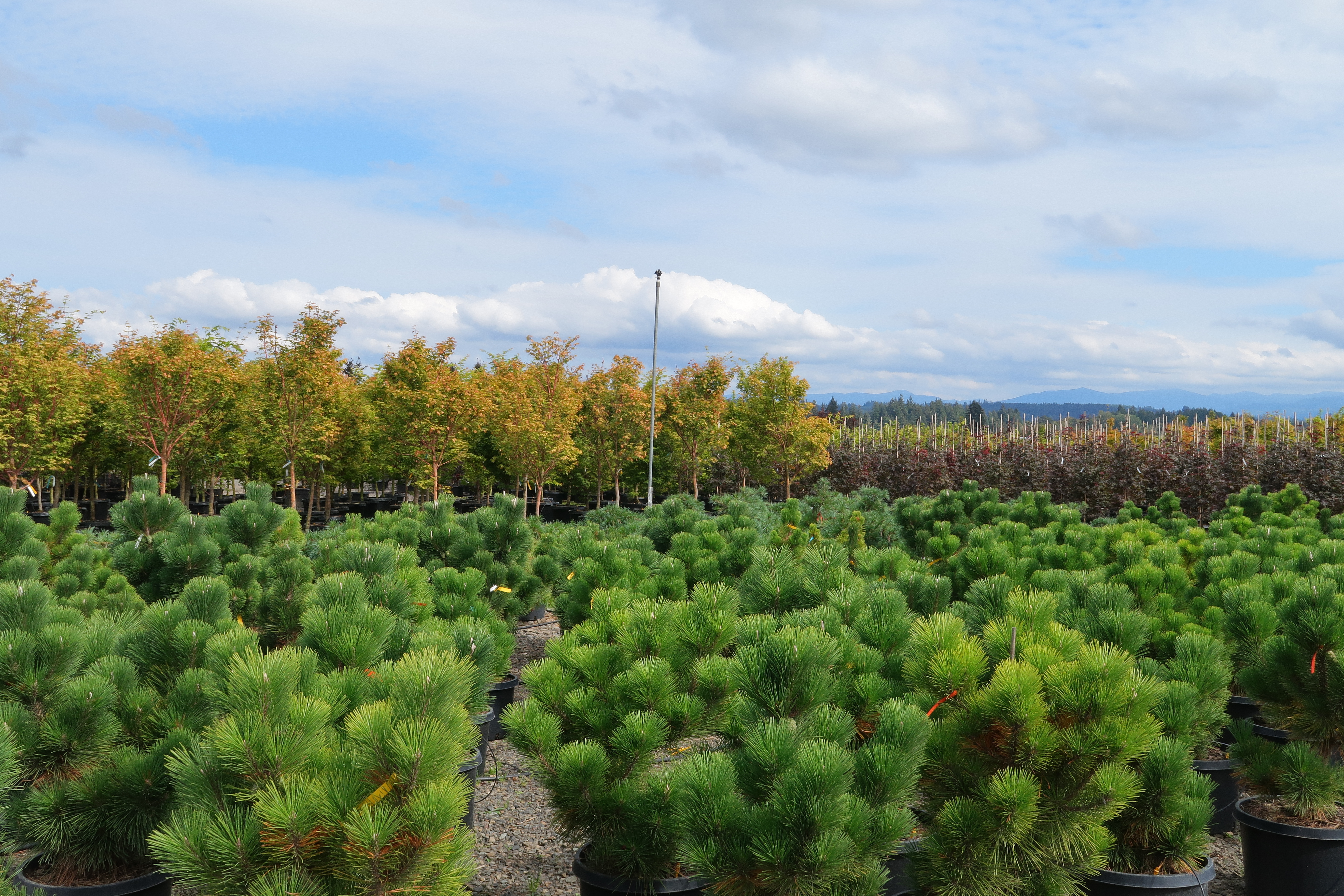 Devil Mountain Wholesale Nursery - Eagle Creek