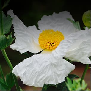 Leucophyllum langmaniae 'Lynn's Legacy' - Devil Mountain Wholesale Nursery