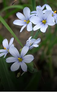 Dry Shade Plants