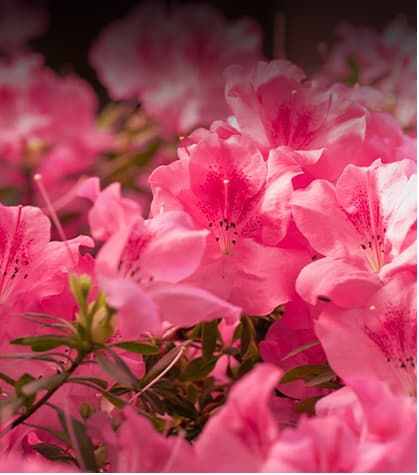 Encore Azaleas