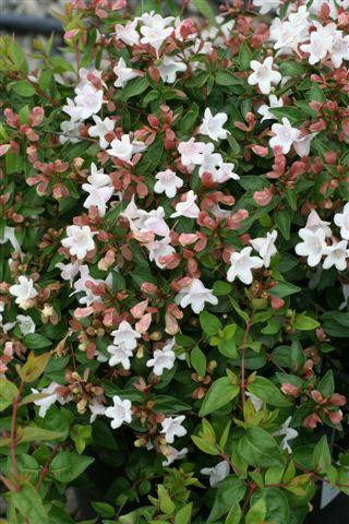 Abelia 'Edward Goucher' - Devil Mountain Wholesale Nursery